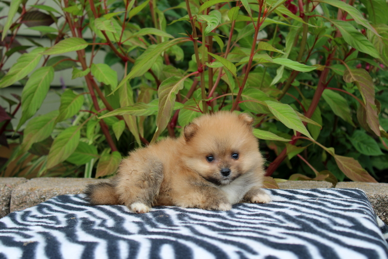 puppy, for, sale, Pomeranian, Matthew B. Stoltzfus, dog, breeder, Gap, PA, dog-breeder, puppy-for-sale, forsale, nearby, find, puppyfind, locator, puppylocator, aca